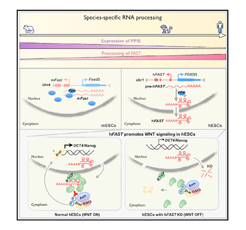 文獻速遞 | 中科院陳玲玲研究組發(fā)現lncRNA物種特異性加工及功能演變