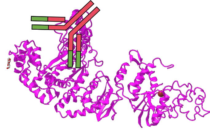想提高PCR特異性嗎？用對酶很重要！