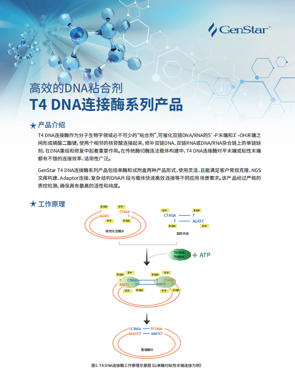 T4 DNA連接酶